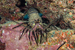 Panulirus