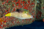 Canthigaster