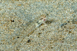 Gobionellinae