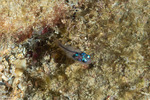 Cardinalfishes