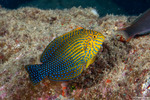 Macropharyngodon