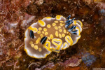 Ardeadoris