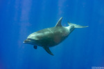 Mammals