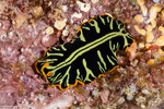 Rhabditophora