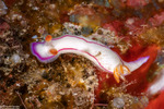 Invertebrates