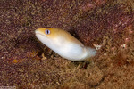 Gymnothorax