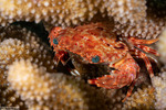 Heterotremata