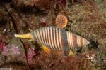 Mollusca