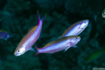 Anthias
