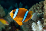 Anemonefishes
