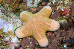 Oreasteridae