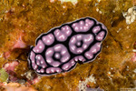 Phyllidiella