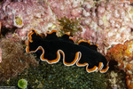 Rhabditophora