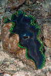 Bivalves