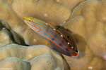 Koumansetta
