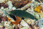 Labrichthys