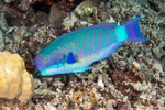 Chlorurus