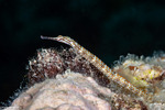 Corythoichthys