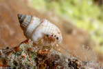 Paguroidea