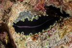 Flatworms