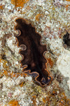 Rhabditophora