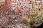 Botryllus