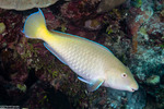 Hipposcarus