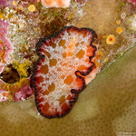 Flatworms