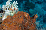 Verongiida
