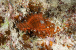 Chicoreus