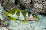 Plectropomus