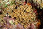Cnidarians