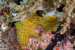 Botryllus