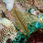 Cnidarians