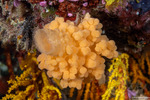 Calcarea