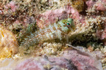 Crossosalarias