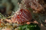 Tunicata
