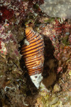 Fasciolariidae