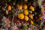 Tunicates