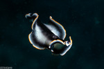 Rhabditophora