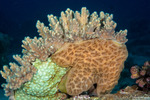 Polyclinidae