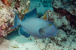 Pseudobalistes