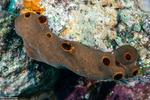 Lissoclinum