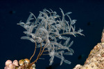 Cnidarians