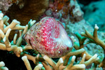 Tegulidae
