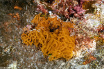 Sponges