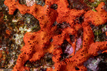 Polymastiidae