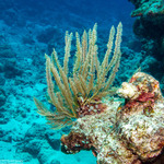 Hydrozoa