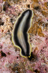 Cotylea