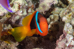 Anemonefishes